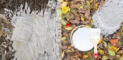 El misterio resuelto: por qué los árboles en Colombia lucen troncos pintados de blanco