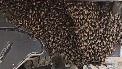 Enjambres de abejas aparecen en obras de la Línea 1 del Metro de Bogotá