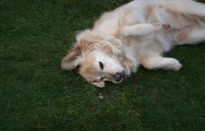 Estudio revela que el 60% de parques en Colombia tienen parásitos que afectan a mascotas y humanos