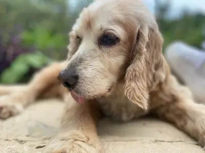 Familia busca urgentemente a Sabina, perrita senior con problemas de salud perdida en Apulo