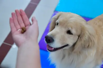 Gobernación del Valle habilita espacio 'pet friendly' para trámites con mascotas en Cali