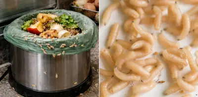 Gusanos blancos en la cocina: causas, focos de infestación y métodos efectivos para eliminarlos