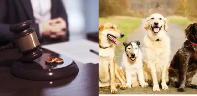 Hombre deberá pagar pensión mensual por sus perros tras divorcio en España