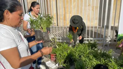 Incautan más de 2.600 palmas de cera en Barranquilla durante Domingo de Ramos