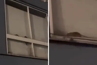 Invasión de ratas en apartamentos de Pablo VI en Bogotá genera alarma sanitaria
