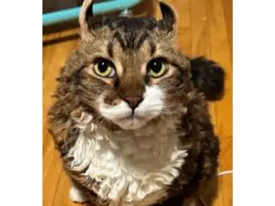 Jimmy, el gato de pelaje crespo que se volvió viral en redes sociales