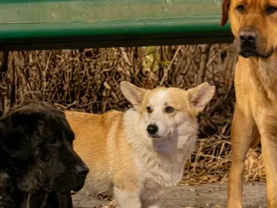 La conmovedora historia de los 7 perros que escaparon era falsa, confirman autoridades chinas