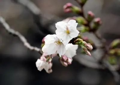La floración de los cerezos marca el inicio del 'hanami' en Japón con adelanto de cinco días
