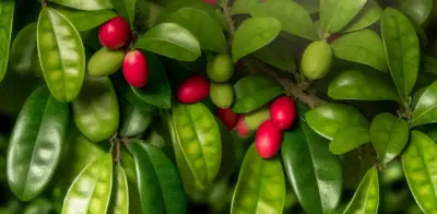 La 'fruta milagrosa' que endulza lo ácido y combate el ácido úrico: hallazgos científicos