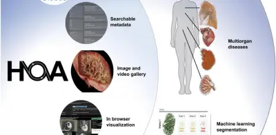 Lanzan el 'Google Earth' del cuerpo humano: atlas digital gratuito con imágenes 3D de órganos