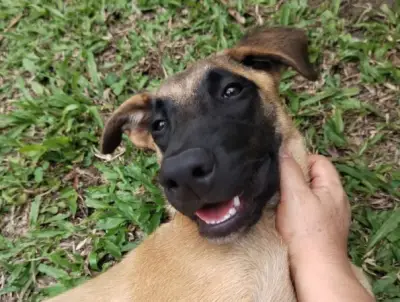 Lula, la perrita devuelta a un refugio en Cundinamarca, busca un hogar definitivo