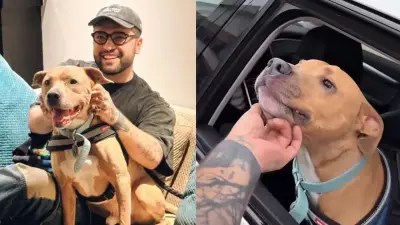 Magnus, el pitbull que venció el cáncer, enfrenta recaída: su cuidador toma difícil decisión