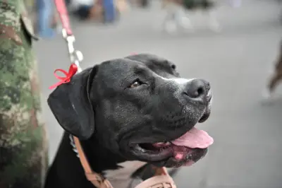 Medellín exige registro obligatorio para perros de manejo especial: razas y requisitos