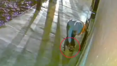 Mujer abandona cuatro gaticos durante la noche en establecimiento comercial de Chigorodó