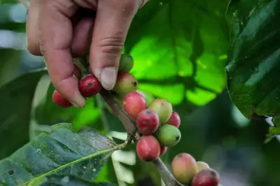 Norte del Valle en alerta por extorsión: estudio revela riesgo creciente en zona cafetera