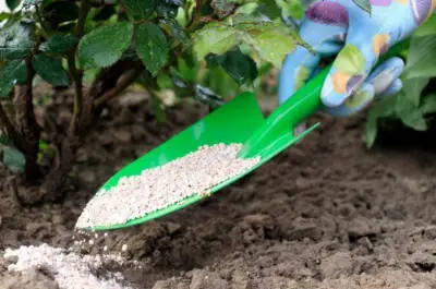 Perlita: El secreto volcánico para el drenaje perfecto en tus plantas