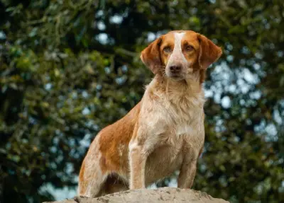 Perros pequeños dominan el 43% de la población canina en Colombia según estudio