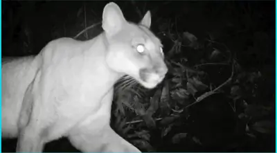 Red Nacional OTUS: 339 especies captadas por cámaras trampa en Colombia, Valle del Cauca lidera con 20.000 imágenes