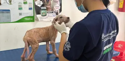 Rescatan más de 80 perros y gatos en Barranquilla tras hallazgo de condiciones insalubres y maltrato
