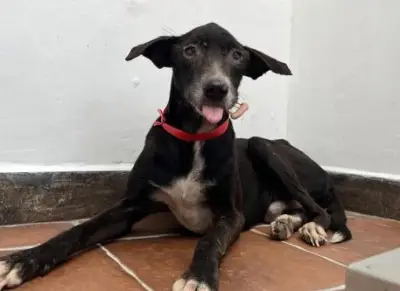 Rescatistas buscan ayuda para Sinú, un perro anciano con fractura de mandíbula en Córdoba