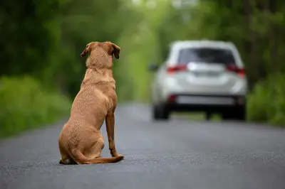 Responsabilidades y sanciones legales al atropellar un animal en Colombia