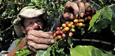 Suiza y sector cafetero lanzan alianza para impulsar café colombiano sostenible