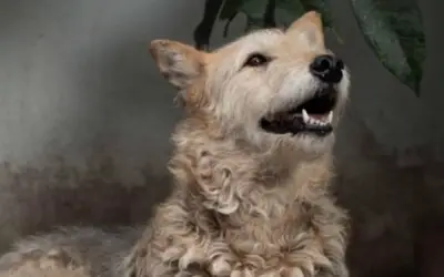 Tamara, la perrita abandonada en su cumpleaños: un llamado a adoptar animales mayores