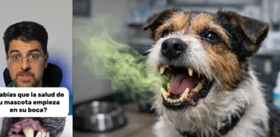 Veterinario alerta: mal aliento en mascotas puede ser señal de enfermedades graves