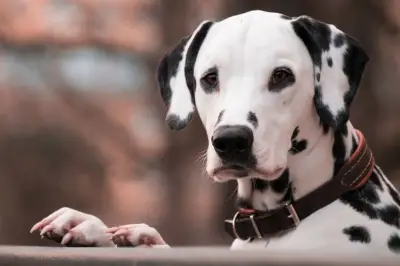 Veterinario revela las 5 razas de perros que no elegiría como mascota por problemas de salud