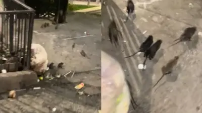 Video viral muestra plaga de ratas en el Tranvía de Medellín; Alcaldía responde