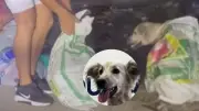Abandonan perro con fracturas graves en costal de basura en Barranquilla