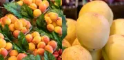 Albaricoque: la fruta que cuida la piel, protege el corazón y fortalece músculos