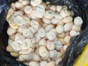 Alerta sanitaria: Consumo de huevos de iguana transmite enfermedades como salmonelosis