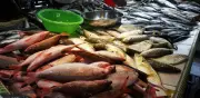 Aranceles con Ecuador generan incertidumbre en el consumo de pescado para Semana Santa en Colombia