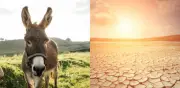 Australia reconsidera: burros salvajes que antes eliminaba ahora podrían proteger desiertos