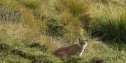 Avistamiento de dos pumas en Farallones de Cali confirma éxito de conservación ambiental