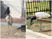 Barranquilla lamenta muerte de cigüeña Jabirú que sorprendió a la ciudad