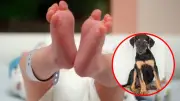Bebé recién nacido fallece tras ataque de perro familiar en incidente doméstico
