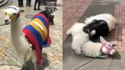 Bogotá prohíbe explotación de animales en espacio público tras muerte de llama turística