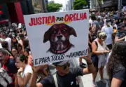 Brasil avanza con Ley Orelha: padres responsables por maltrato animal de menores