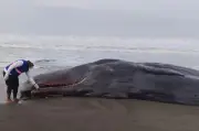 Cachalote muerto en Bahía Solano: Codechocó solicita ayuda para remover el cuerpo