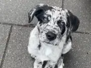 Cachorro mezcla de labrador y border collie conquista TikTok con su ternura y movimiento de cola