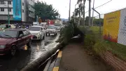 Caída de palmera bloqueó vía en Cali durante la tarde del jueves; movilidad ya fue restablecida
