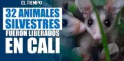 Cali celebra Día Mundial de la Vida Silvestre con liberación de animales en Ecoparque