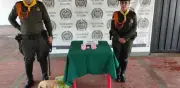 Canino antinarcóticos intercepta casi 500 pastillas de metanfetamina en encomienda en Girardot