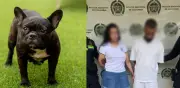 Capturan a dos personas por presunto maltrato animal tras muerte de bulldog francés en Medellín