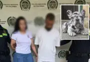 Capturan a pareja en Medellín por lanzar cachorra bulldog desde séptimo piso