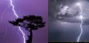 Ciencia capta por primera vez misteriosas chispas eléctricas en árboles durante tormentas