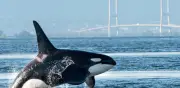 Científicos documentan ataques entre orcas residentes y transitorias en el Pacífico Norte