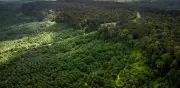 Cinco países concentran más de la mitad de los bosques mundiales en alerta global por deforestación
